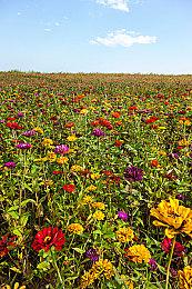 《守望先锋：归来》新英雄“Kiriko”泄露 角色形象曝光